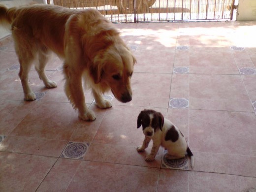 ESTE SOY YO Y UN AMIGUITO QUE MAMA ENCONTRO Y LO DIO EN ADOPCION A ELLA LE ENCANTA AYUDAR A LOS ANIMALITOS Y SI LOS ENCUENTRA EN LA CALLE LES DA UN HOGAR 